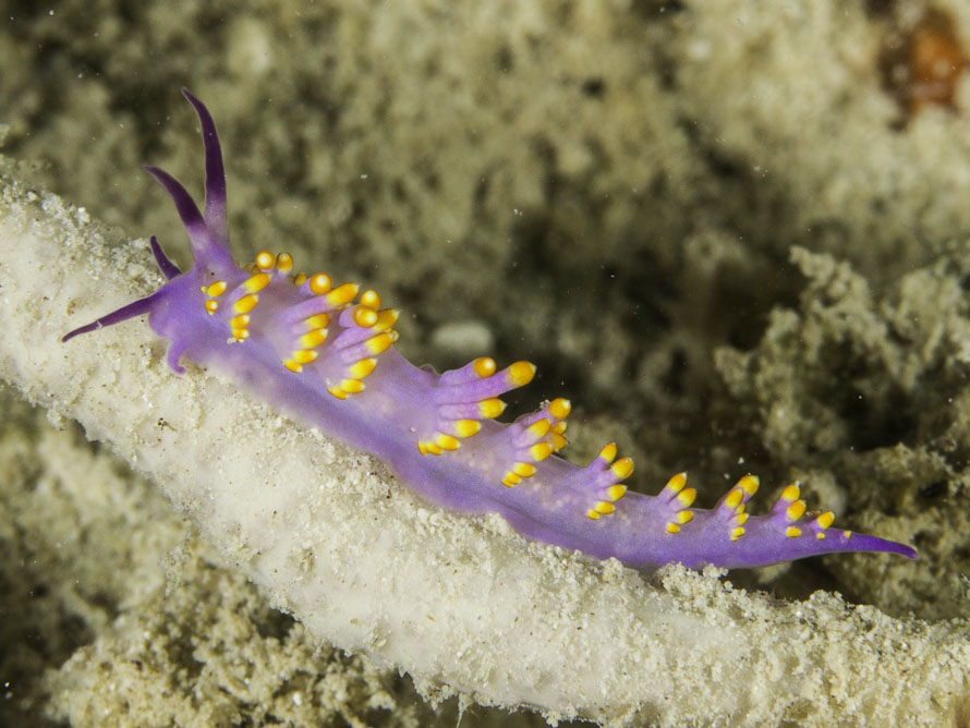 Trinchesia sibogae